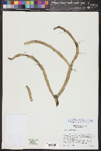 Cylindropuntia thurberi image