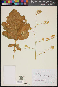 Brassica nigra image