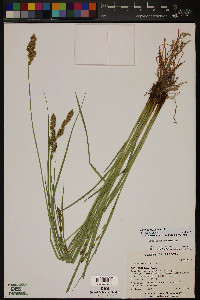 Carex agrostoides image