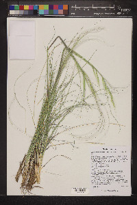 Hesperostipa neomexicana image