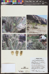 Cylindropuntia abyssi image