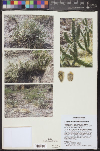 Cylindropuntia abyssi image