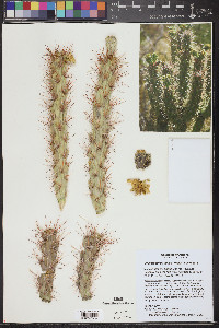 Cylindropuntia abyssi image