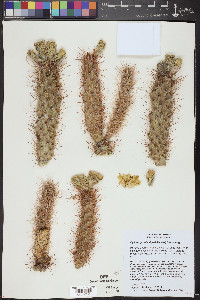 Cylindropuntia abyssi image