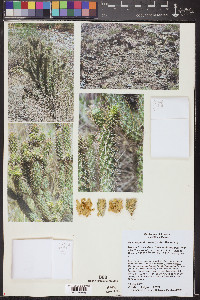 Cylindropuntia abyssi image