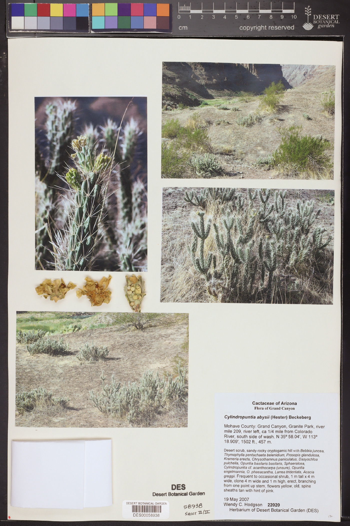 Cylindropuntia abyssi image