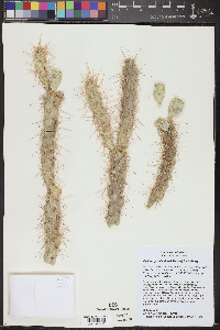 Cylindropuntia abyssi image