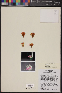 Rebutia steinbachii image
