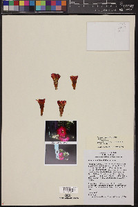 Rebutia steinbachii image