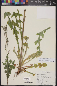 Lactuca graminifolia image