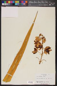 Yucca schidigera image