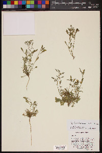 Lepidium lasiocarpum image