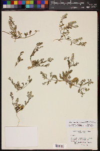 Lepidium lasiocarpum image