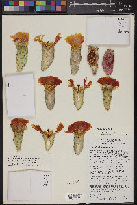 Opuntia ellisiana image