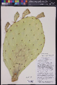 Opuntia ellisiana image