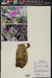 Echinocereus fasciculatus image