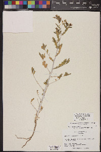 Mentzelia cronquistii image