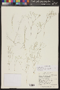 Drymaria leptophylla image
