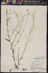 Boechera stricta image