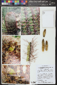 Ferocactus cylindraceus image