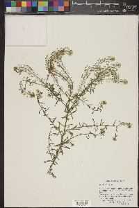 Lepidium thurberi image