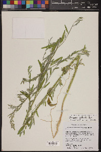 Chenopodium pratericola image