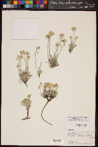 Physaria fendleri image