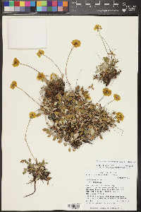 Eriogonum arcuatum image