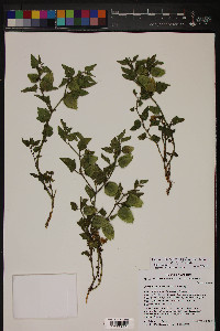 Physalis hederifolia image