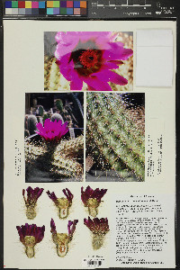 Echinocereus bonkerae image