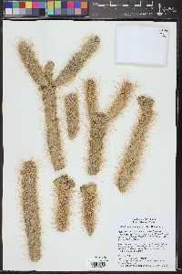Cylindropuntia abyssi image