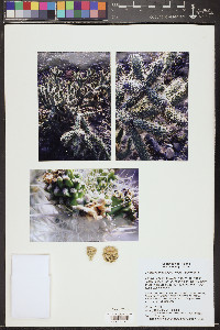 Cylindropuntia abyssi image