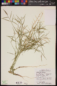 Mammillaria sempervivi image