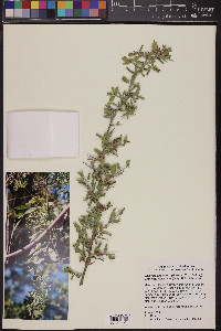 Sarcomphalus obtusifolius var. canescens image