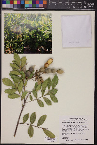 Dermatophyllum secundiflorum image