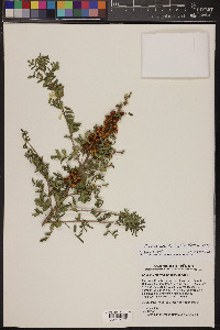 Rhus microphylla image