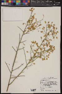 Parkinsonia microphylla image