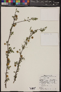 Vachellia farnesiana image