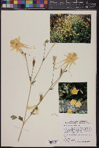 Aquilegia chrysantha image