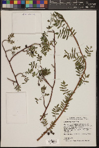 Bursera microphylla image