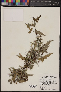 Mahonia haematocarpa image