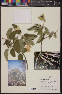 Cordia boissieri image