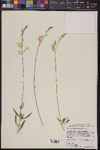 Oenothera lindheimeri image