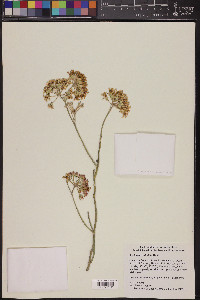 Asclepias subulata image