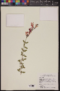 Salvia greggii image