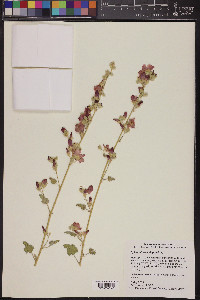 Sphaeralcea ambigua image