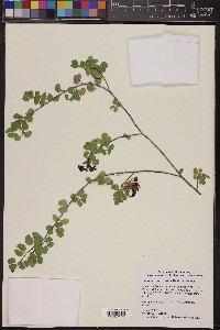 Bauhinia ramosissima image