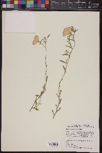 Oenothera mexicana image