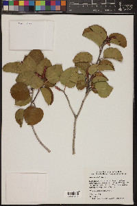 Rhus ovata image