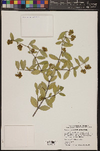 Simmondsia chinensis image